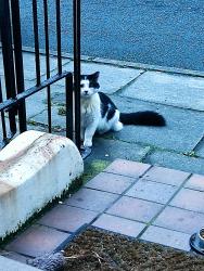 Found/Stray Male Cat last seen Bradfield Street, Kensington L7, Merseyside, England L7 0EP