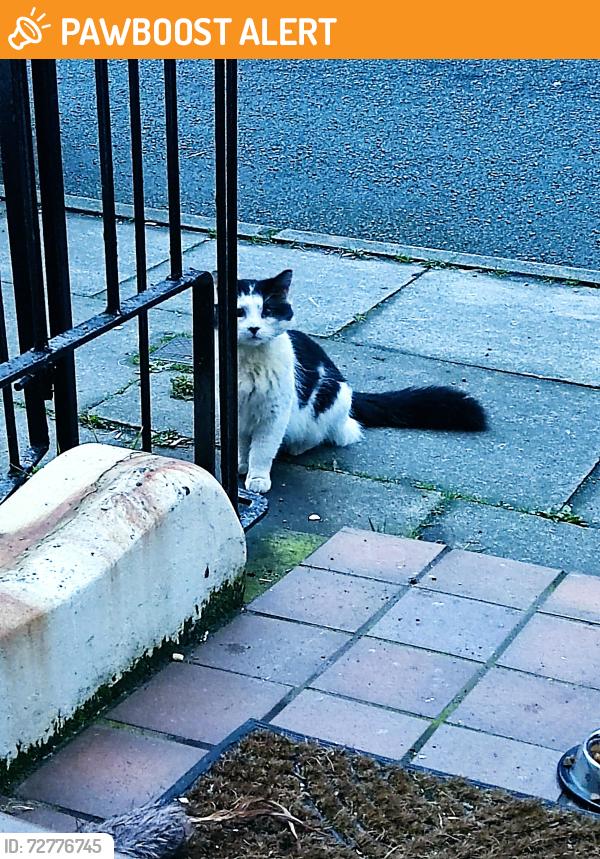 Found/Stray Male Cat last seen Bradfield Street, Kensington L7, Merseyside, England L7 0EP