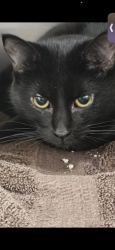 Lost Female Cat last seen Near greasewood Dr Riverton Utah, Riverton, UT 84065