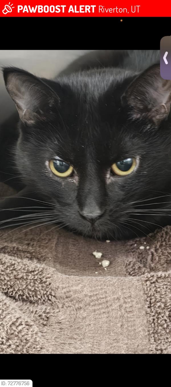 Lost Female Cat last seen Near greasewood Dr Riverton Utah, Riverton, UT 84065