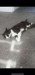 Lost Male Cat last seen Near yomen park , Mansfield Woodhouse, England NG19 9JP