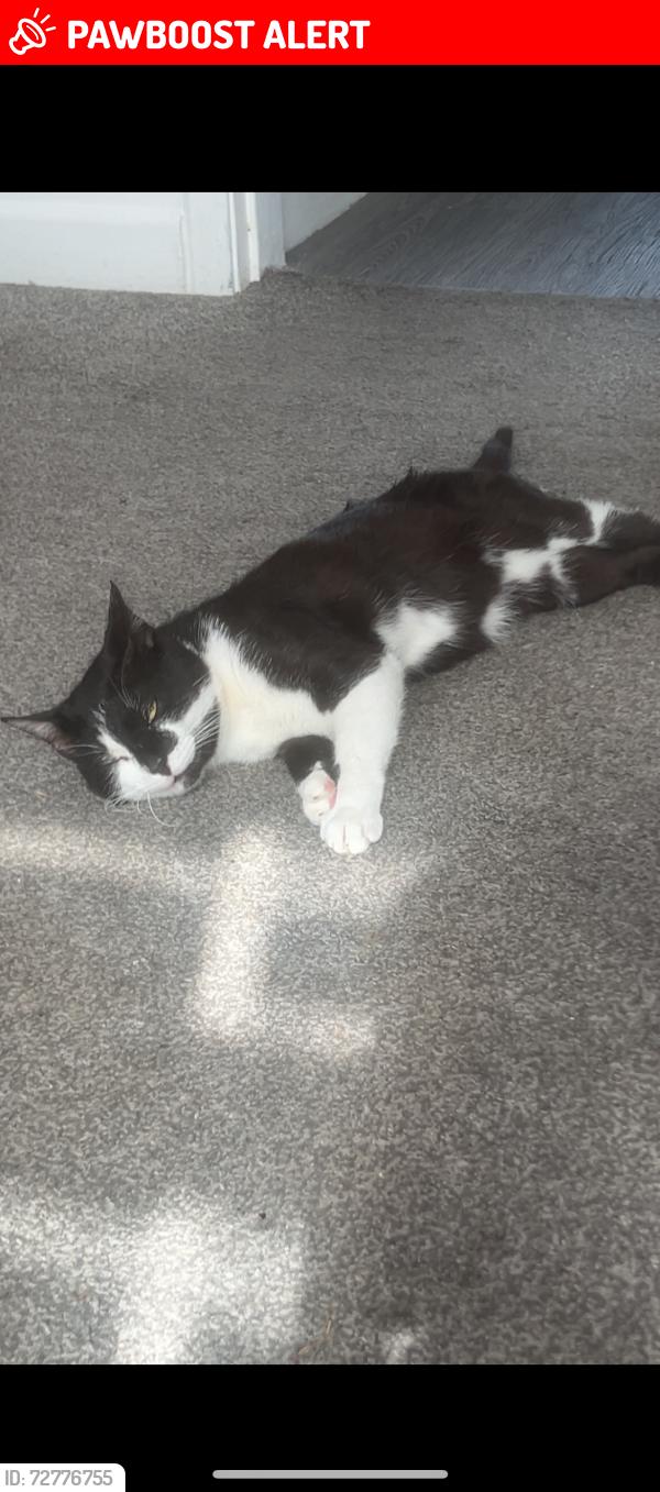 Lost Male Cat last seen Near yomen park, Mansfield Woodhouse, England NG19 9JP