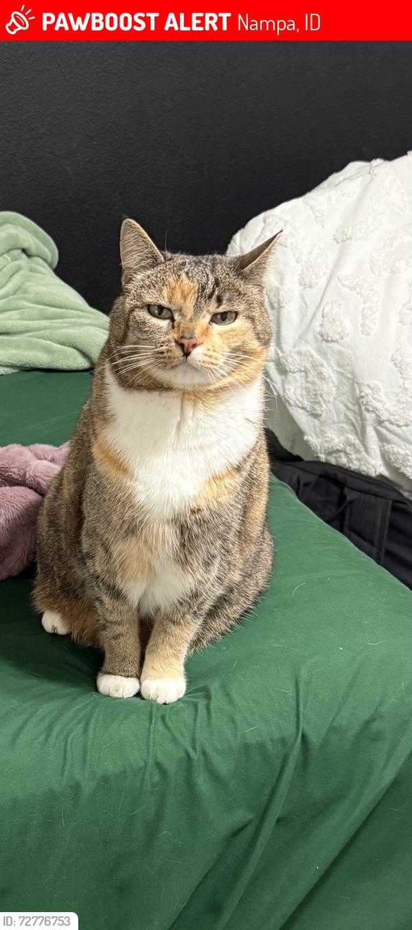 Lost Female Cat last seen Lake Lowell /Midland/Middleton, Nampa, ID 83686
