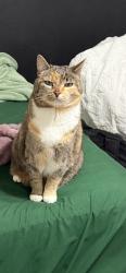 Lost Female Cat last seen Lake Lowell /Midland/Middleton, Nampa, ID 83686