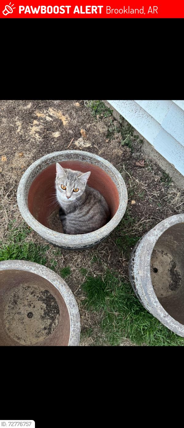 Lost Female Cat last seen Brookland highschool, Brookland, AR 72417