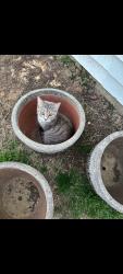 Lost Female Cat last seen Brookland highschool, Brookland, AR 72417