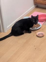 Found/Stray Unknown Cat last seen Judah and 39th, San Francisco, San Francisco, CA 94122