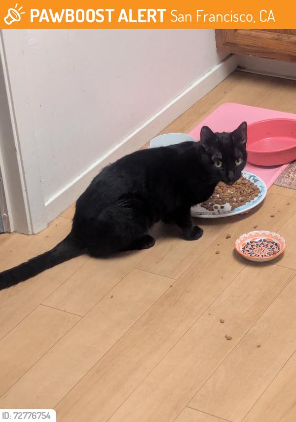 Found/Stray Unknown Cat last seen Judah and 39th, San Francisco, San Francisco, CA 94122
