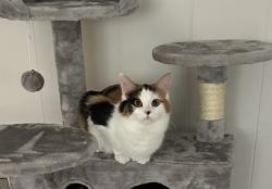 Lost Female Cat last seen Brookview Dr. Dalton, GA, Dalton, GA 30720