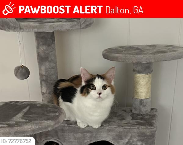 Lost Female Cat last seen Brookview Dr. Dalton, GA, Dalton, GA 30720