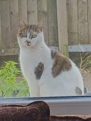 Found/Stray Unknown Cat last seen Woodville Halls, Gravesend, England 