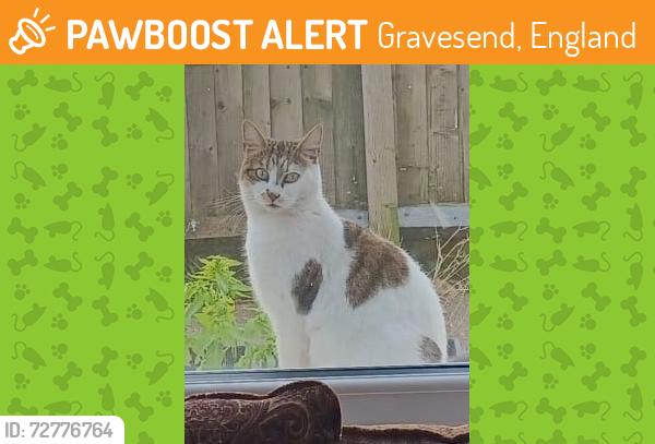 Found/Stray Unknown Cat last seen Woodville Halls, Gravesend, England 