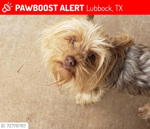 Lost Female Dog last seen Terra vista middle school, Lubbock, TX 79416