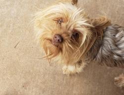 Lost Female Dog last seen Terra vista middle school, Lubbock, TX 79416