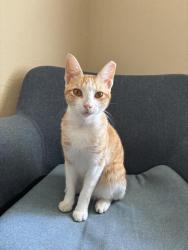 Lost Male Cat last seen 33rd and Arthur St ZNE, Minneapolis, MN 55418