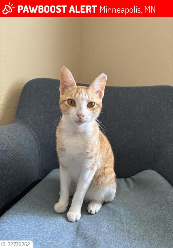Lost Male Cat last seen 33rd and Arthur St ZNE, Minneapolis, MN 55418