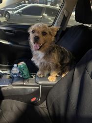 Found/Stray Female Dog last seen Atlantic Ave and North Atlantic Place , Long Beach, CA 90805