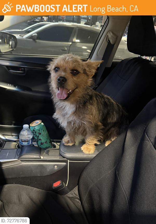 Found/Stray Female Dog last seen Atlantic Ave and North Atlantic Place , Long Beach, CA 90805