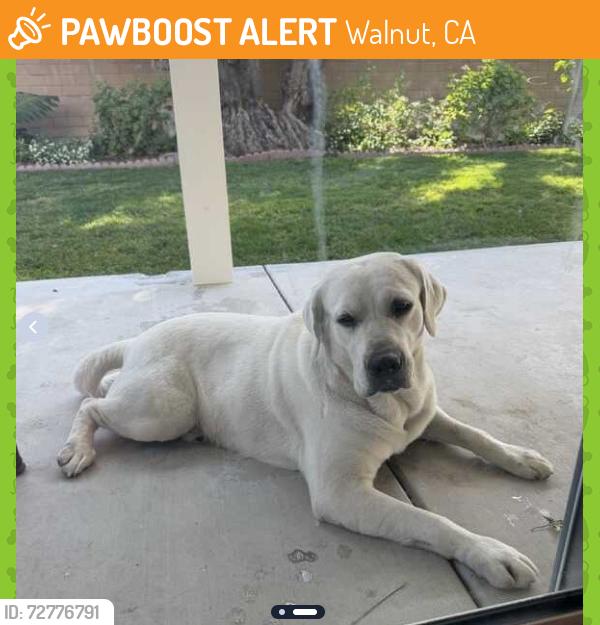 Found/Stray Male Dog last seen Vejar & Lemon WALNUT CA , Walnut, CA 91789