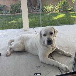 Found/Stray Male Dog last seen Vejar & Lemon WALNUT CA , Walnut, CA 91789