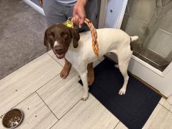Found/Stray Male Dog last seen Near California Ave , Bakersfield, CA 93304