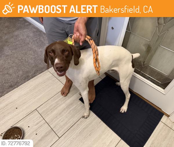 Found/Stray Male Dog last seen Near California Ave , Bakersfield, CA 93304
