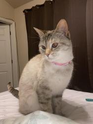 Lost Female Cat last seen Whisper Falls & Silos, San Antonio, TX 78252