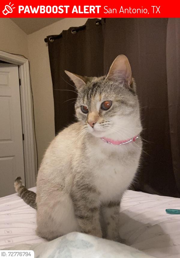 Lost Female Cat last seen Whisper Falls & Silos, San Antonio, TX 78252