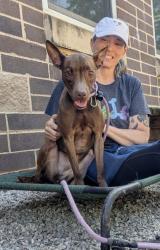 Shelter Stray Female Dog last seen Near Memorial Dr Decatur, GA 30032, 30032, GA, Atlanta, GA 30341