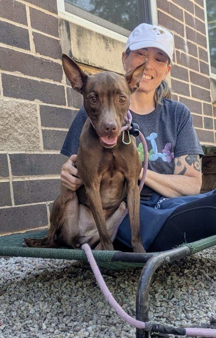 Shelter Stray Female Dog last seen Near Memorial Dr Decatur, GA 30032, 30032, GA, Atlanta, GA 30341