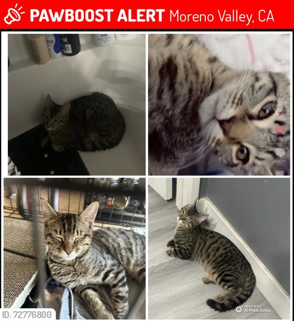 Lost Male Cat last seen Artisan street , Moreno Valley, CA 92555
