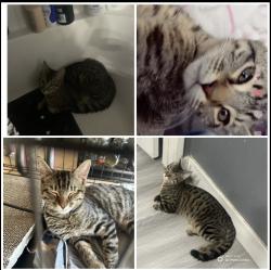 Lost Male Cat last seen Artisan street , Moreno Valley, CA 92555