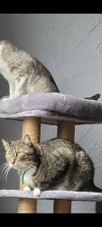 Lost Male Cat last seen Bromsgrove Rd and Segull Dr, Mississauga, ON L5J 4A2