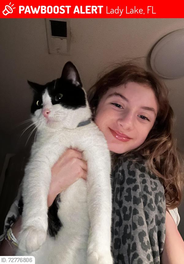 Lost Male Cat last seen Near cove at lady lake apmts , Lady Lake, FL 32158