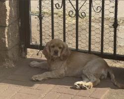 Lost Female Dog last seen Near street y f street , San Diego, CA 92104