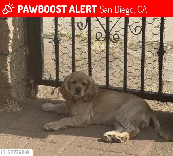 Lost Female Dog last seen Near street y f street , San Diego, CA 92104