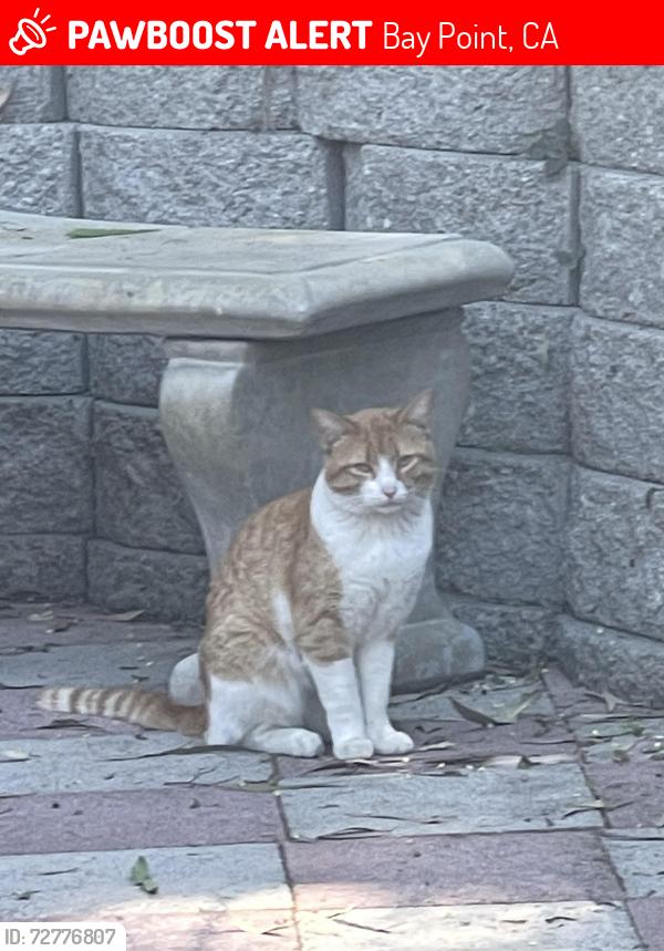 Lost Male Cat last seen Mariners Cove Bay Point, mainly the pool area or Pirate Lane/Bounty Way/Treasure Dr, Bay Point, CA 94565