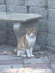 Lost Male Cat last seen Mariners Cove Bay Point, mainly the pool area or Pirate Lane/Bounty Way/Treasure Dr, Bay Point, CA 94565