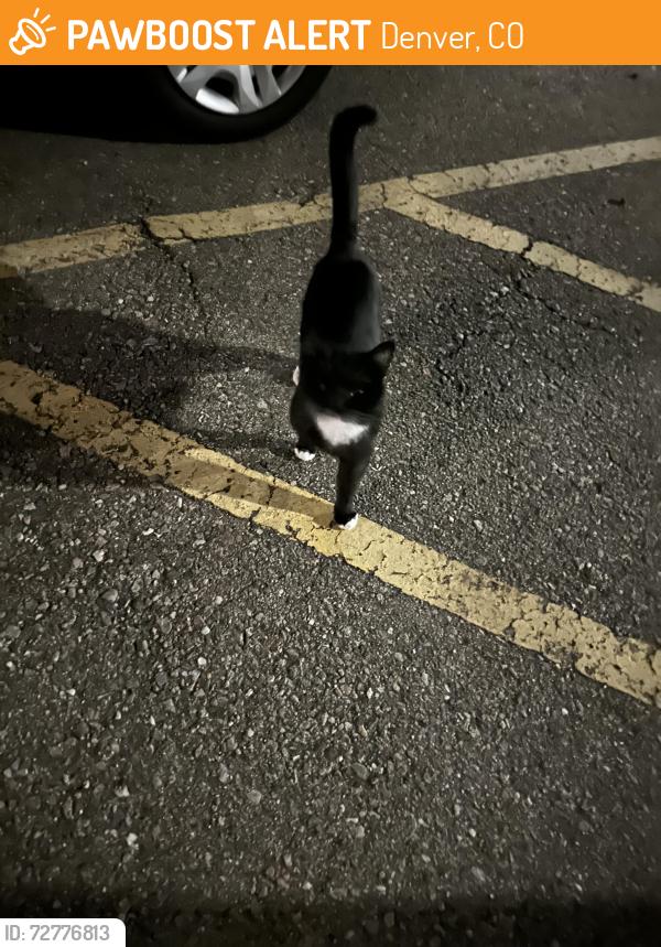 Found/Stray Unknown Cat last seen Irving and 64th, Denver, CO 80221