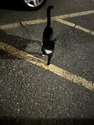 Found/Stray Unknown Cat last seen Irving and 64th, Denver, CO 80221