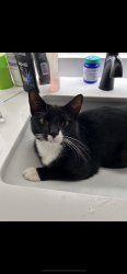 Lost Male Cat last seen West Airport , Sugar Land, TX 77498