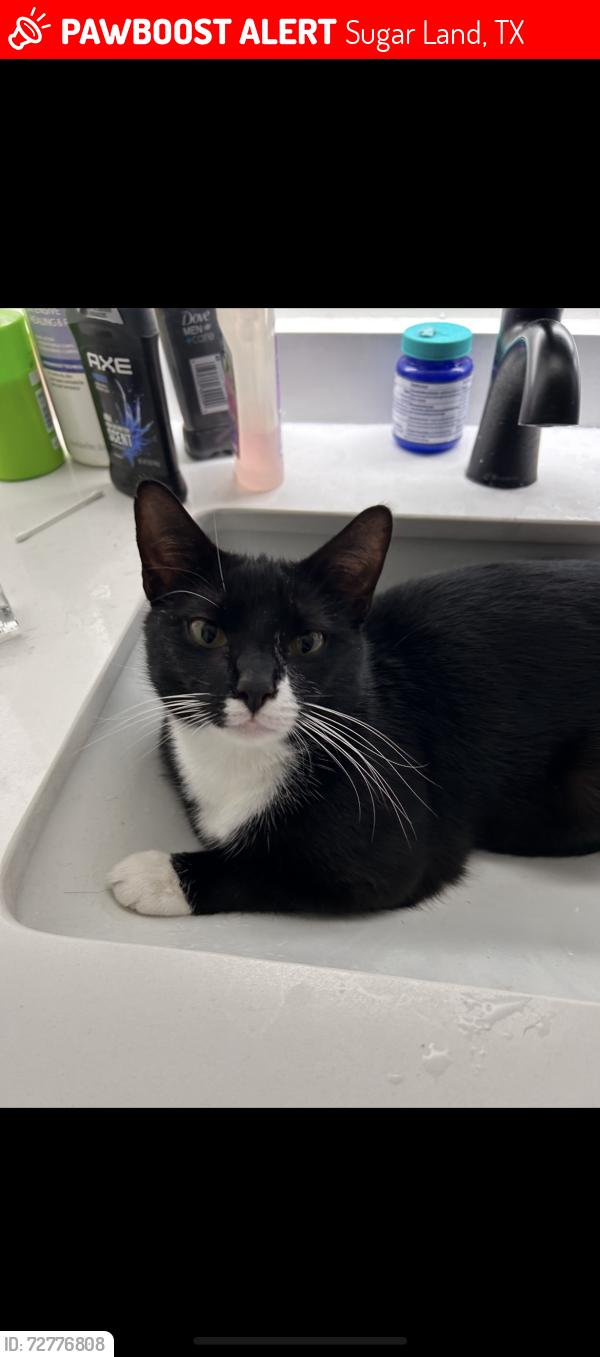 Lost Male Cat last seen West Airport , Sugar Land, TX 77498