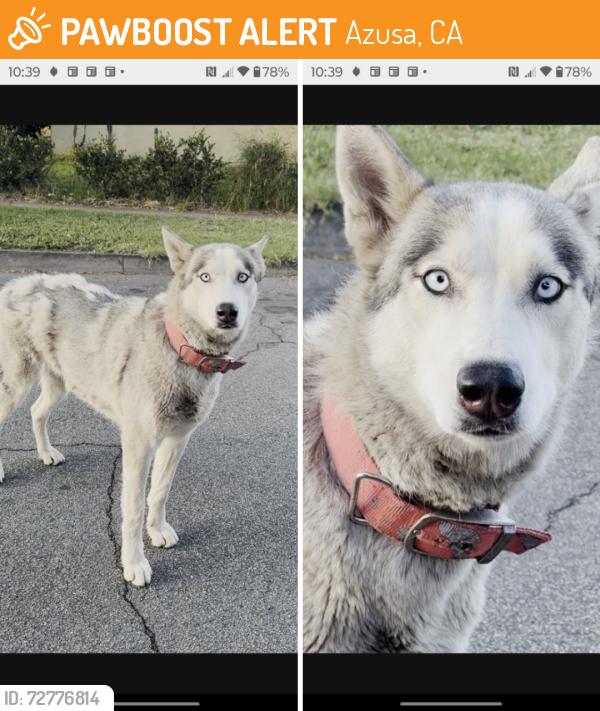 Found/Stray Unknown Dog last seen Haltern St., Azusa, CA 91702
