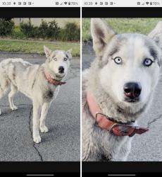 Found/Stray Unknown Dog last seen Haltern St., Azusa, CA 91702