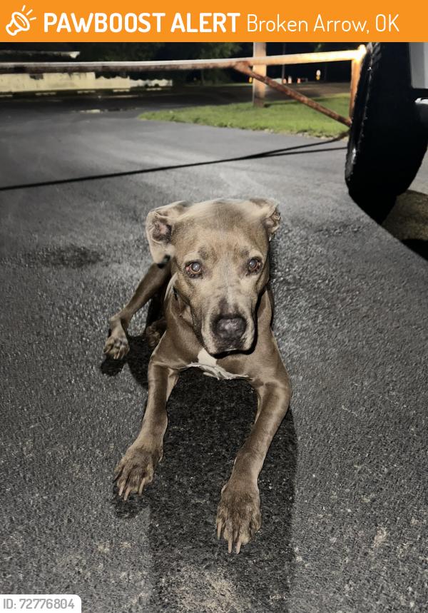 Found/Stray Female Dog last seen 91st & County Line, Broken Arrow, OK, Broken Arrow, OK 74012