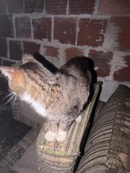 Found/Stray Female Cat last seen North howard st, Akron, OH 44310