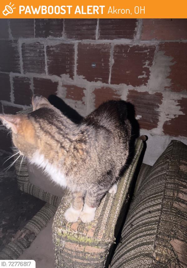 Found/Stray Female Cat last seen North howard st, Akron, OH 44310