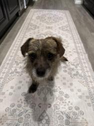 Found/Stray Male Dog last seen Van buren and cleveland, Riverside, CA 92503