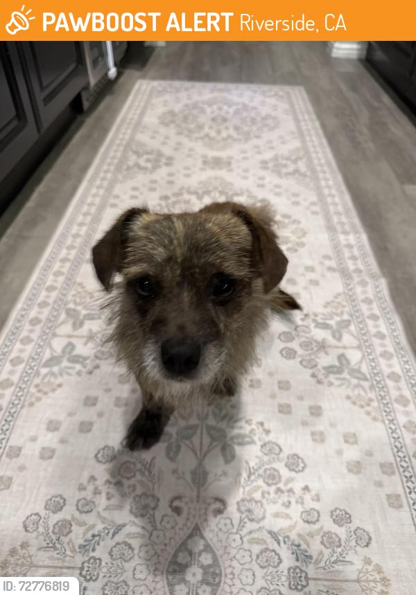 Found/Stray Male Dog last seen Van buren and cleveland, Riverside, CA 92503