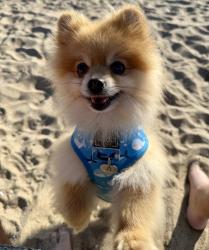 Lost Male Dog last seen McAllister Pkwy and Hillsmont Ln, Riverside, CA 92503